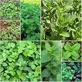 marokkanische minze - pflanzensamen kräuterpflanzen kräutersamen balkongemüse minze winterharte kübelpflanzen küchenkräuter bio - 600samen