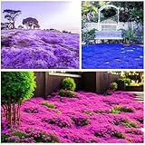 3000+Mischen Thymian, Bodendecker Winterhart Mehrjährig, Rot, Lila und Blau Kriechender Thymian