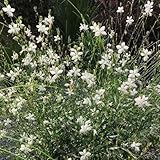 prachtkerze pflanze winterhart - samen - seltene pflanzen serie - balkon deko prachtspiere winterhart garten blumen blumensamen pflanztopf stauden gartenblumen 250pcs