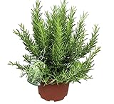 XXL Rosmarin Pflanze, 40-60 cm, Salvia rosmarinus, Winterharte Gewürz- und Heilpflanze für Garten und Küche, Für Sonnige Standorte