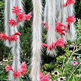 Hildewintera colademononis samen grünpflanzen stauden hängepflanzen pflanzen winterhart draußen indoor garden, immergrüne kübelpflanze winterhart, bonsai zimmerpflanzen samen, balkon 25pcs
