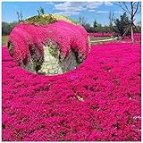 Rote Kriech-Thymian Samen – Mehrjährige, Winterharte Bodendecker-Pflanze, Thymus Serpyllum Blumensamen für Garten, Balkon und Landschaftsgestaltung (200 Rot)