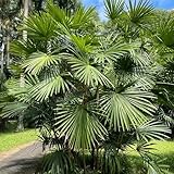 Palmensamen Winterhart, bonsai geschenke für gartenliebhaber gartenpflanzen outdoor topfpflanzen draußen winterhart exotische alte sorten 15pcs