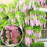 Gardener Dream Glyzinie Rosea - Rosa Blühende Wisteria Pflanze - Blauregen Kletterpflanze Winterhart & Immergrün - Schnellwachsende Kletterpflanzen - Garten- & Balkon Pflanze (60-80 cm inkl. Topf)