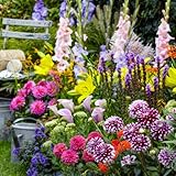 All Summer Zwiebeln Budget Kollektion (50 Knollen) - Mehrjährig Blumenzwiebeln Mischung - große winterhart pflanzen aus Holland - Für Garten, Töpfe und Balkon (kein Samen, nicht künstlich)