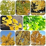 ginkgo baum winterhart samen, indoor garten kräutersamen balkonpflanzen winterhart pflanzen garten büropflanzen seltene pflanzen baum pflanzensamen balkon pflanze pflanztöpfe bonsai 20pcs