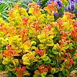 Leucothoe Axillaris 'Curly Gold' - Winterharte Pflanzen für Garten - Farbenfroher Immergrüner Strauch - Ideal als Kübelpflanzen Winterhart oder Balkonpflanzen Winterhart - 15-20 cm