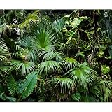 murando - Vlies Fototapete Monstera3D Effekt 350x256 cm - Foto Tapete Schlafzimmer Wohnzimmer Moderne Vliestapete XXL Wandtapete Motivtapeten 3d Effekt Dekoration - tropische Blätter b-B-0312-a-a