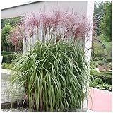 3 x Miscanthus sinensis 'Malepartus' im 1 Liter Topf (Ziergras/Gräser/Winterhart/Mehrjährig/Staude) Chinaschilf - Filigrane Bewegung trifft auf eindrucksvolle Blüten - von Stauden Gänge