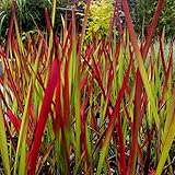 12 x Imperata Red Baron - Japanisches Blutgras in 9x9cm Topf - Ziergras (2,99 pro Stück)