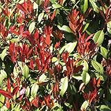 GreenboutiQ - Heckenpflanzen - Photinia fraseri Carre Rouge - rot grün Blatt - 8 Pflanzen - 1 laufender Meter - immergrün - Topf 9cm Höhe 30-35cm