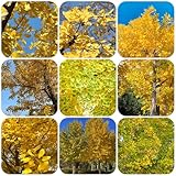 ginkgo baum winterhart samen, baum hochbeete für garten indoor garten exotische samen pflanztöpfe balkonpflanzen winterhart seltene pflanzen zimmerpflanzen samen kräuter samen balkon 10pcs