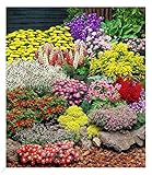 BALDUR Garten Großer Staudengarten, 12 Pflanzen, begeistert jedes Jahr mit seiner Blütenfülle, buntes Staudenbeet, winterhart, mehrjährig, bienenfreundlich, perfekt für Gartenbeete & Naturgärten