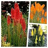 Stauden Gänge 3 x Kniphofia Kollektion (Winterhart/Staude/Dauerblüher/Bienenferundlich/Mehrjährig) Fackellilie - Hingucker der den ganzen Sommer über bis tief in den Herbst hinein blüht