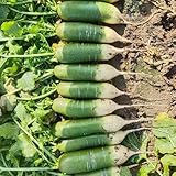radieschen samen bio, samen gemüse, pflanzen garten rettich samen gemüse samen, hochbeet samen gemüsebeet, alte sorten kräutergarten, bio gemüse exotische pflanzen, gemüse frisch alte 1200pcs