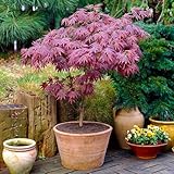 Gardeners Dream Japanischer Fächerahorn Acer Palmatum Atropurpureum - 1 x Japanischer Ahorn Winterhart im Topf - Winterharte Pflanzen für Garten, Kübel & Balkon - Roter Ahorn Baum - Mehrjährig