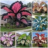 1000 Stcs gemischte große Elefantenohren, Blumenzwiebel Mix, Winterhart zwiebeln, Winterhart pflanzen, Mysteriöse magische Glühbirne (Mischen)