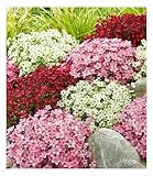 BALDUR Garten Saxifraga-Mix 'Blütenteppich',3 Pflanzen, robuster Bodendecker, winterharte Staude, mehrjährig, pflegeleicht, Wasserbedarf gering, blühend, Saxifraga arendsii