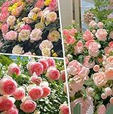 KIGKYO Kletterrosen Samen, Mischfarbe und Einfarbige Kletterrosensamen, Kletterrosen für Gartenzäune, Mauern, Balkone, Fenster und Häuser, Kletterrosen Winterhart Duftend (Mischfarbe(1000PCS))