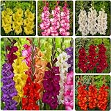 Gladiolen Zwiebel Kollektion, 50 Zwiebeln, Mix von Blumenzwiebeln für Garten und Töpfe, Mischung aus 7 Farben und Sorten, Blumen und Pflanzen aus Holland (kein Samen, nicht künstlich und winterhart)