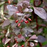 Hecken Berberitze Rosy Rocket 10-15cm - Berberis thunbergii