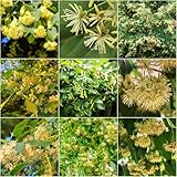 baumsamen - exotische hochbeet balkon lindenbaum deko stauden winterhart mehrjährig pflanzensamen gewächshaus balkon garten winterhart büropflanzen 5samen