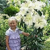 Lilien Zwiebeln Winterhart Mehrjährig - Pretty Woman Riesen Lilien (3 Zwiebeln) - Winterharte Blumenzwiebeln - aus Holland (große Knollen, kein Samen, nicht künstlich)