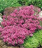 3 x BALDUR Garten Winterhart Bodendecker-Thymian, 3 Pflanzen Thymus, Sandthymian, wir empfehlen 4-5 Pflanzen auf 1 qm, winterhart, Bodendecker, trockenresistent, mehrjährig, bienenfreundlich, blühend