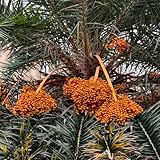 dattelpalme winterhart samen - pflanzensamen zierbaum winterhart pflanzen balkon blumengarten winterharte pflanzen für balkon outdoor pflanzen bienenweide saatgut mehrjährig hochbeet 10pcs