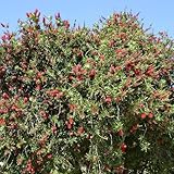 Roter Lampenputzerstrauch - Der topf / 2L / Lieferhöhe 30-40cm