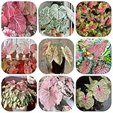 alocasia samen caladium- gartenpflanzen topfpflanzen pflanzensamen pflanzen winterhart draußen, ziergras immergrüne kübelpflanze winterhart zimmerpflanzen samen, (Caladium-bicolor) 90pcs