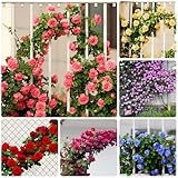 200+ Kletterrosen Samen, Mischfarbe Kletterpflanzen Winterhart Mehrjährig, Eustoma Dornenlose Kletterrosen Für Garten Deko, Balkon & Vertikale Begrünung