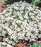 BALDUR Garten Bodendecker winterharte Bergsandblume, 3 Pflanzen Arenaria montana Sandkraut Steingarten, Polsterstaude, Bodendecker, winterharte Stauden mehrjährig, blühend