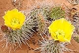 Opuntia - Freiland Kakteen Mischung - 20 Samen