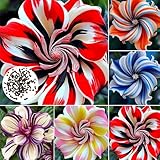 500 Stück Hibiskus Samen, Samen des Hibiskus, Pflegeleicht & Winterhart Blumensamen, Balkonpflanzen für Sichtschutz, Blumenwand und Terrasse​, Ideale Garten Pflanzen, Balkon Pflanzen (Mischfarbe)