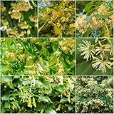 baumsamen - lindenbaum deko gartenpflanzen baumsamen garten winterhart stauden winterhart mehrjährig winterharte für garten - Seltene 80samen