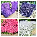 Kriech-Thymian Samen – Mehrjährige, Winterharte Bodendecker-Pflanze, Thymus Serpyllum Blumensamen für Garten, Balkon und Landschaftsgestaltung (100, Multicolor)