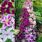Clematis Tricilor Kollektion (3 Pflanzen), Mix von 3 Sorten, 1 von jeder Farbe, Winterhart und Mehrjährig, Stauden aus Holland (kein Samen, Zwiebeln und nicht künstlich), Weiß-Rot-Rosa-Violett Farben