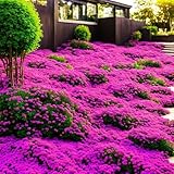 10000+ Stück Thymian, Bodendecker Winterhart Mehrjährig, Roter Kriechender Thymian