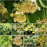 Lindenbaum baumsamen - indoor garten gewächshaus balkon - Seltene serie - garten winterhart pflanzensamen baumsamen deko topfpflanzen draußen winterhart pflanztöpfe 10samen