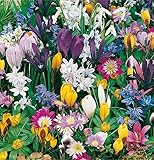 mgc24 Blumenzwiebelmischung zur Verwilderung - 150 Blumenzwiebeln