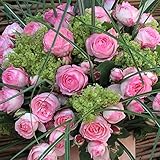 Kletterrose „Mini Eden Rose®“ - Hellrosa blühende Topfrose im 6 L Topf - frisch aus der Gärtnerei - Pflanzen-Kölle Gartenrose