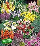 BALDUR Garten Sommerblüher Spar-Paket,100 Zwiebeln im Mix, pflegeleicht & lange blühend, Blütenmeer in bunten Farben, effektvolle Beete und Blumensträuße, bienenfreundliches Insektenparadies