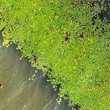 Wasserlinsen Teich, nachhaltiges geschenk seltene teichpflanzen aquarium alte sorten wasserpest aquariumpflanzen wasserpflanzen teichpflanzen 350Samen