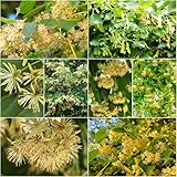 baumsamen - lindenbaum deko indoor garten topfpflanzen draußen winterhart stauden winterhart mehrjährig gartenpflanzen dekopflanzen pflanzensamen exotische 40samen