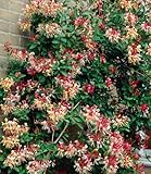 BALDUR Garten Duft Geißblatt 'Henry', Lonicera immergrün, 1 Pflanze, mehrjährig - winterhart, pflegeleicht, immergrüne Kletterpflanze, klettert bis zu 6 Meter hoch, ideal als natürlicher Sichtschutz