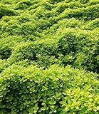 BALDUR Garten Bodendecker Zitronenthymian, 3 Pflanzen, schmetterlingsfreundlich, Thymus citriodorus aureus Polsterthymian Thymian Pflanzen, blühende winterharte Staude, trockenresistent, mehrjährig