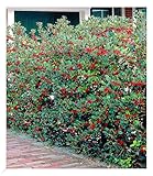 BALDUR Garten Ilex-Hecke 'Heckenfee®', 5 Pflanzen, Ilex meserveae, winterhart, Wasserbedarf gering, Sichtschutz, für Standort im Schatten geeignet, blühend