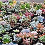 Haloppe 600 Stück Sukkulenten Pflanzensamen für die Bepflanzung des Hausgartens, gemischte Sukkulentensamen Lithops Rare Living Stones Bonsai Hausgartenpflanze Sukkulenten Samen