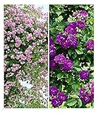 BALDUR Garten Rambler-Rosen-Kollektion blau und rosa, 2 Pflanzen Kletterrose winterhart mehrjährige Kletterpflanzen, blühend, Rosa Hybride, Schlingrosen